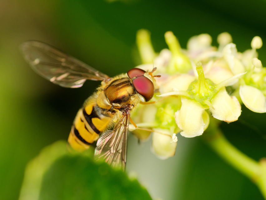 Episyrphus balteatus - ékfoltos zengőlégy