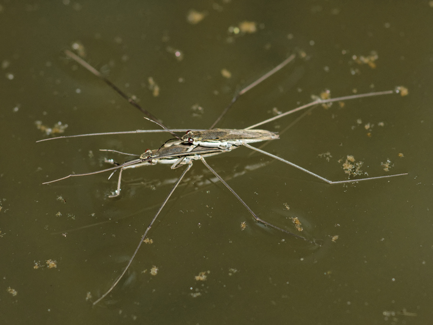 Gerridae - molnárpoloskák