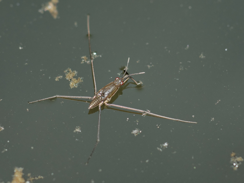 Gerridae - molnárpoloskák