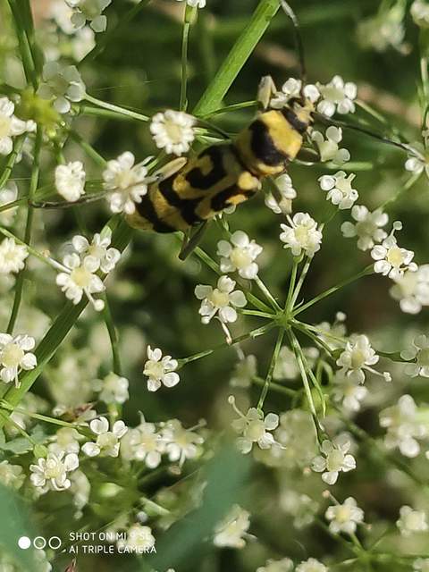Chlorophorus varius - díszes darázscincér