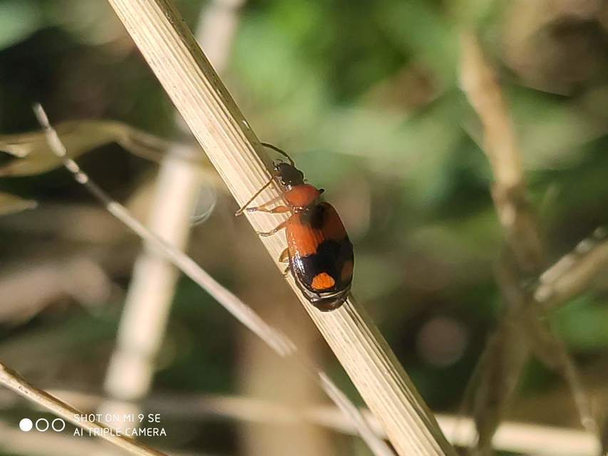 Lebia cruxminor - keresztes cserjefutó