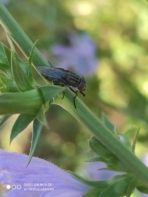 Stomorhina lunata - sáskaparazita légy