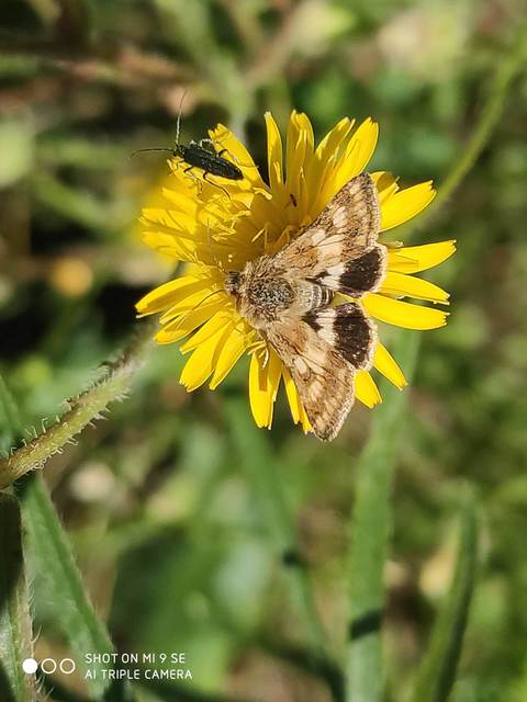 Schinia cardui - keserűgyökér-nappalibagoly