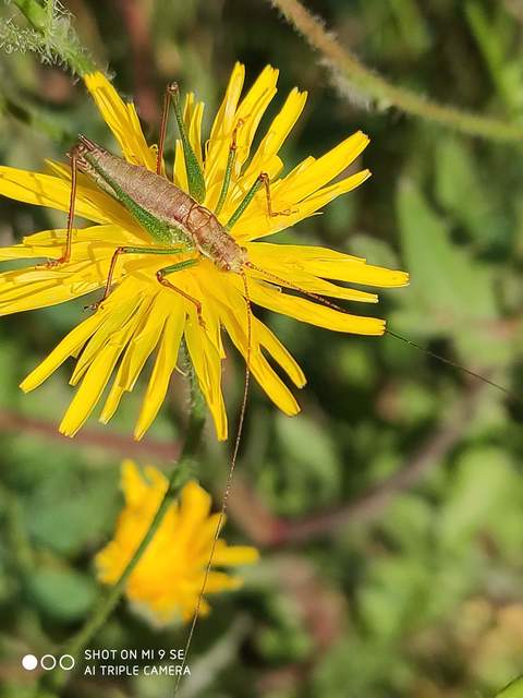 Leptophyes albovittata - közönséges virágszöcske