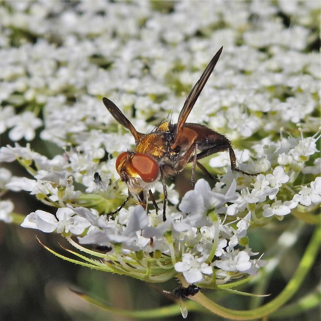 Ectophasia crassipennis - szélespotrohú poloskafürkész