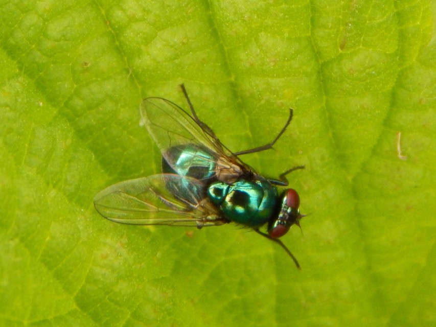 Pyrellia