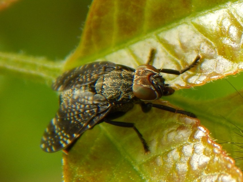 Platystoma