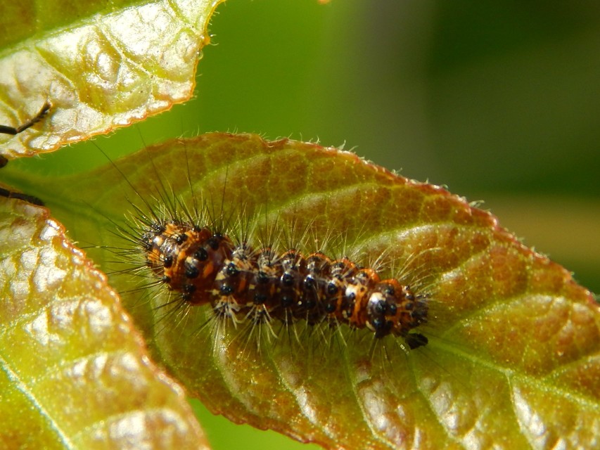 Acronicta
