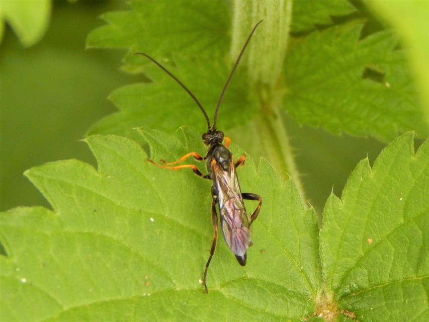 Ichneumonidae - valódi fürkészdarazsak