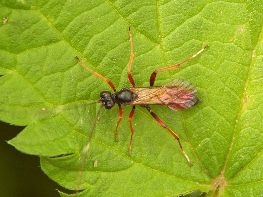 Ichneumonidae - valódi fürkészdarazsak