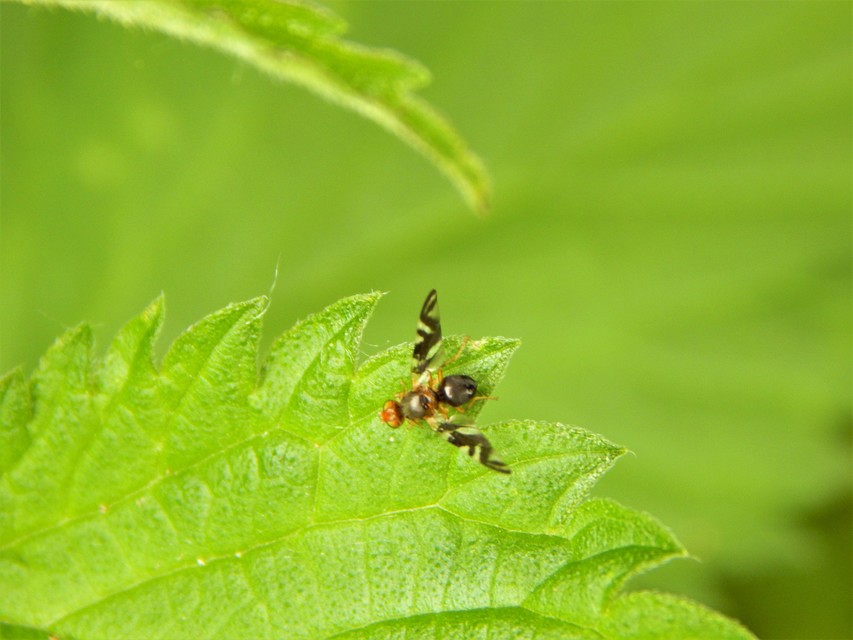 Philophylla caesio
