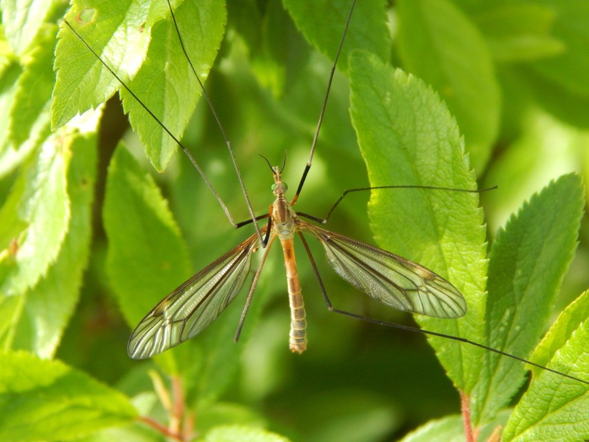 Tipula vernalis