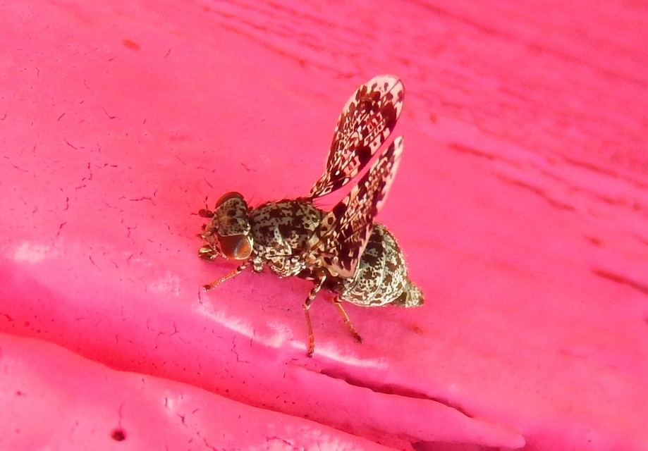 Callopistromyia annulipes - pávalégy