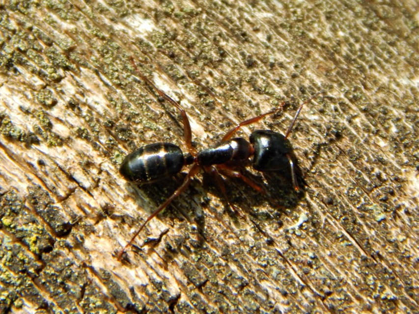 Camponotus fallax - ligeti lóhangya