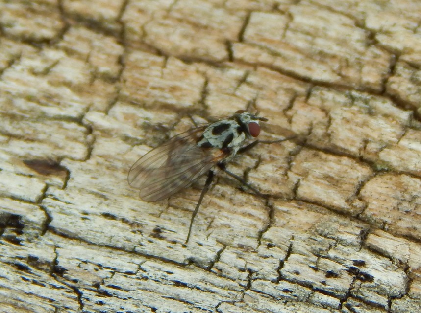 Anthomyia