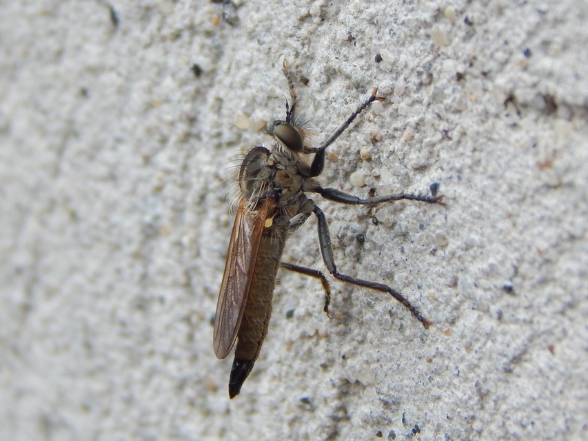 Asilinae