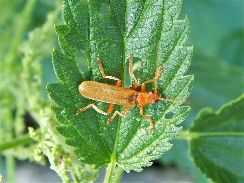 Cantharis rufa - rőt lágybogár