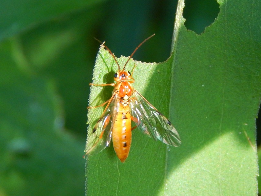 Tenthredinidae - valódi levéldarazsak