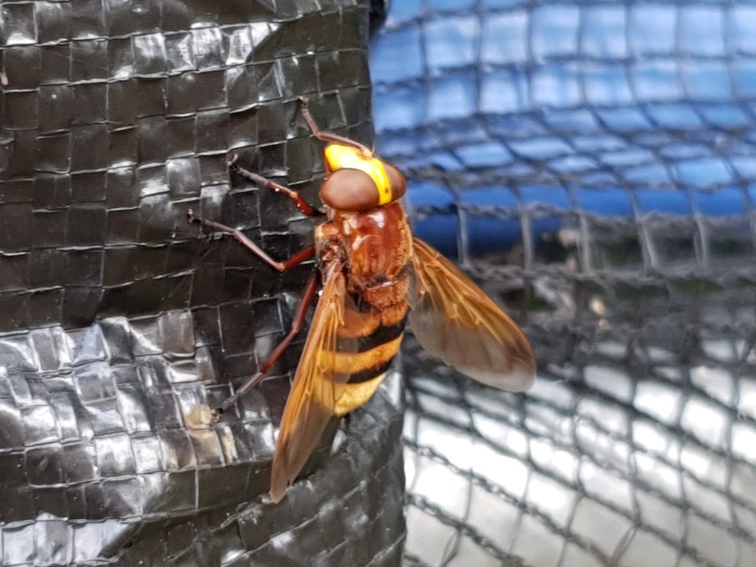 Volucella zonaria - kétöves pihelégy