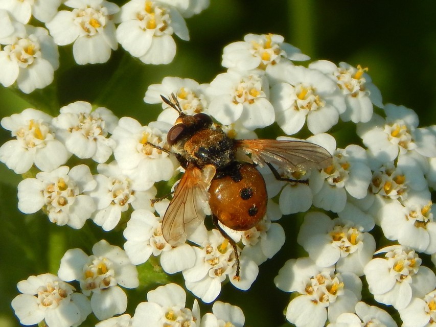 Gymnosoma