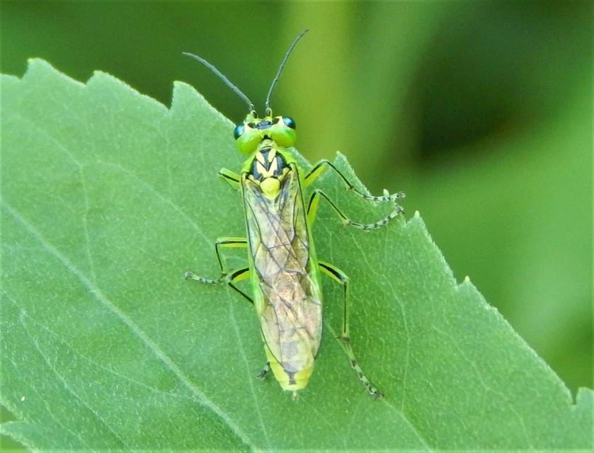Rhogogaster