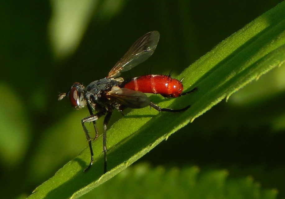 Cylindromyia bicolor