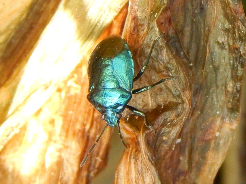 Zicrona caerulea - acélkék poloska Zicrona caerulea - acélkék poloska