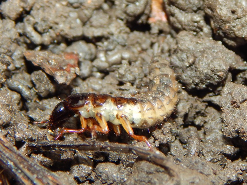 Staphylinidae - holyvafélék