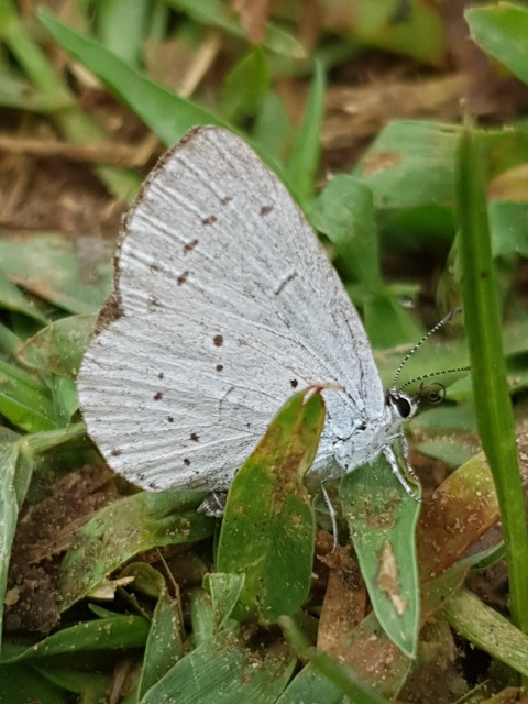 Celastrina argiolus - bengeboglárka