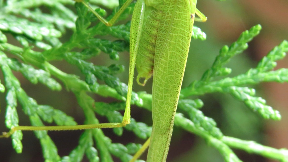 Phaneroptera nana - pontozott repülőszöcske