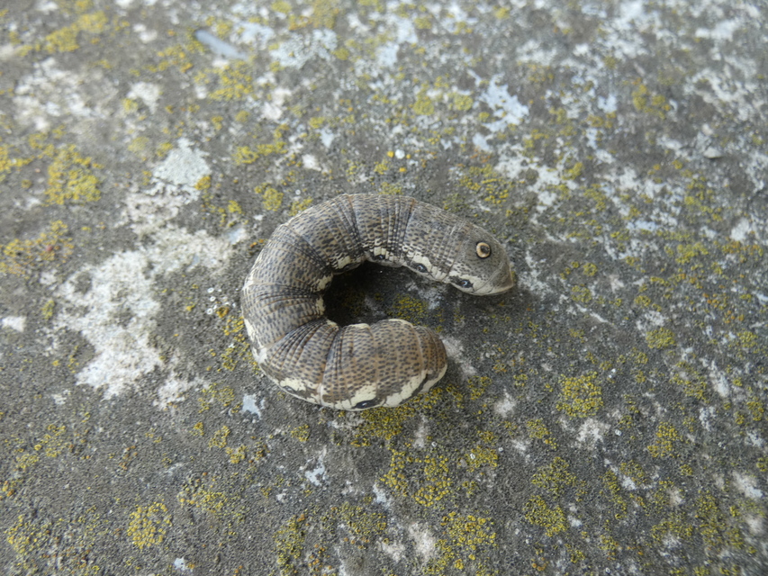 Proserpinus proserpina - törpeszender