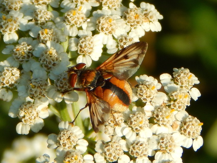 Ectophasia crassipennis - szélespotrohú poloskafürkész
