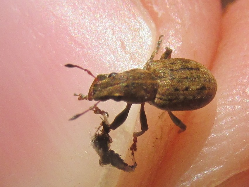 Sitona obsoletus - sárga csipkézőbogár
