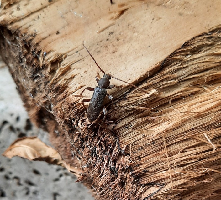 Trichoferus campestris - szállóvendég éjicincér Trichoferus campestris - szállóvendég éjicincér