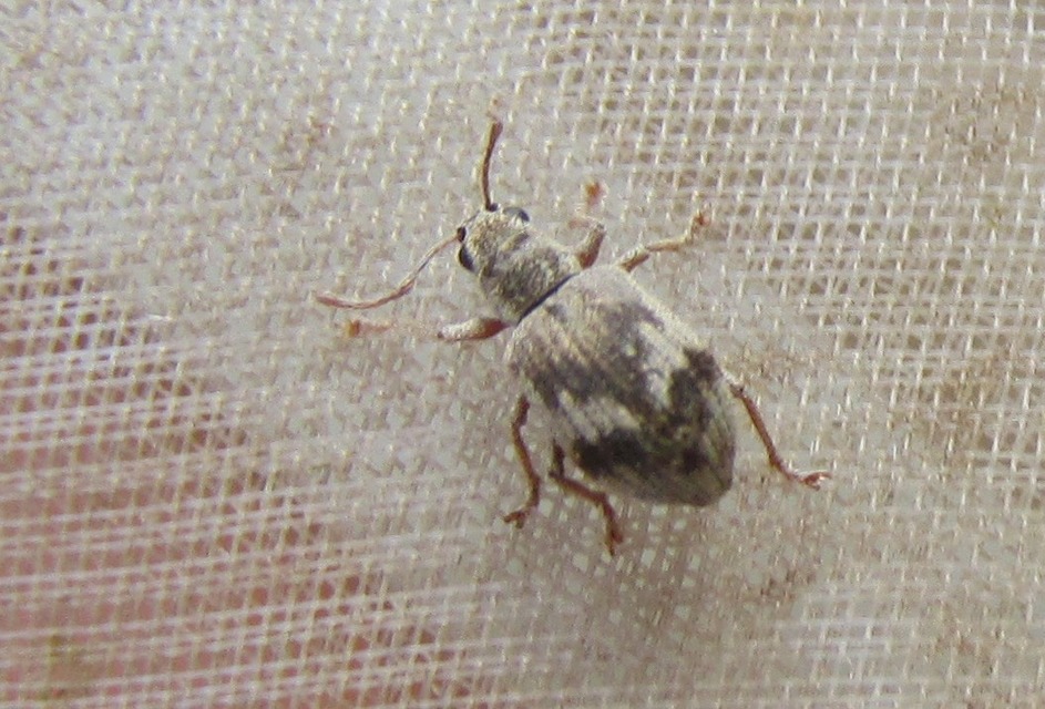 Pseudomyllocerus sinuatus - szeder-levélormányos