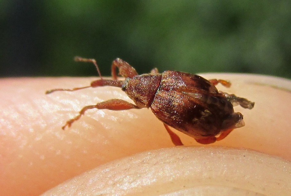 Anthonomus rectirostris - meggymaglikasztó Anthonomus rectirostris - meggymaglikasztó