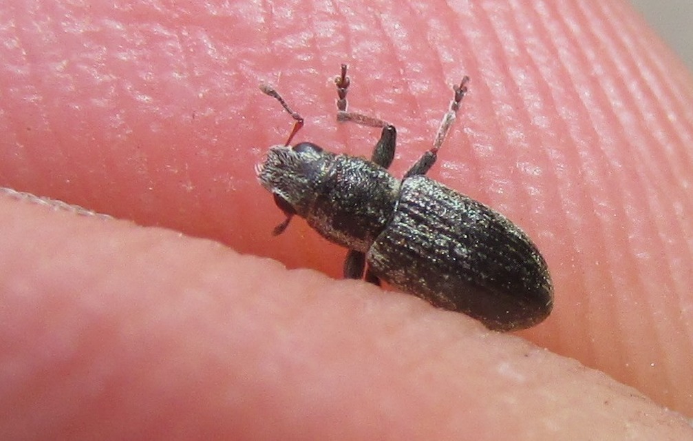 Sitona lateralis - iglice-csipkézőbogár
