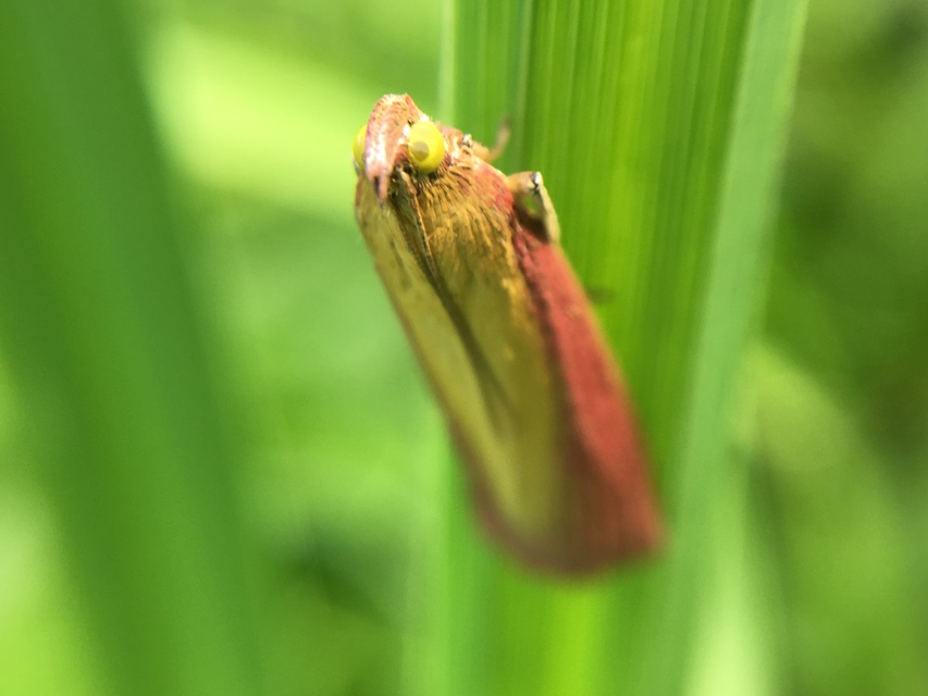 Oncocera semirubella - lucernamoly