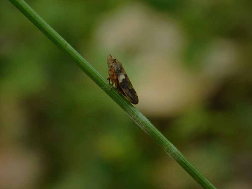 Aphrophora alni