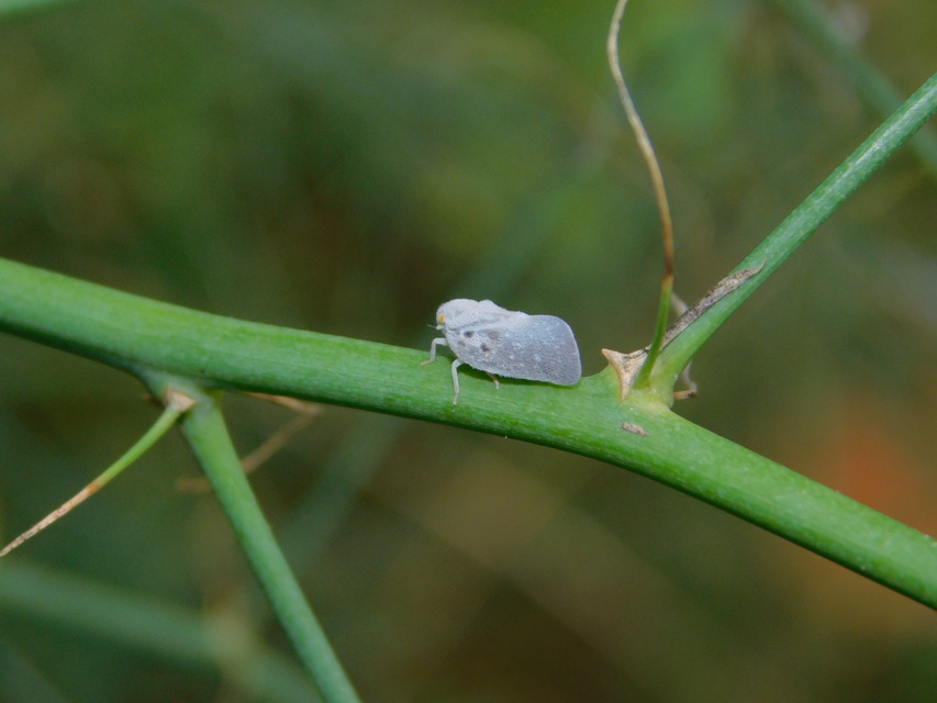 Metcalfa pruinosa - amerikai lepkekabóca