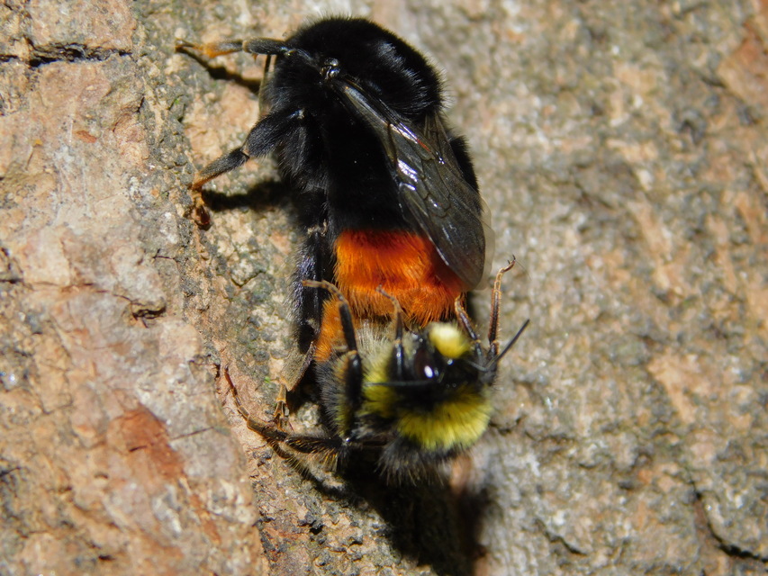Bombus lapidarius - kövi poszméh