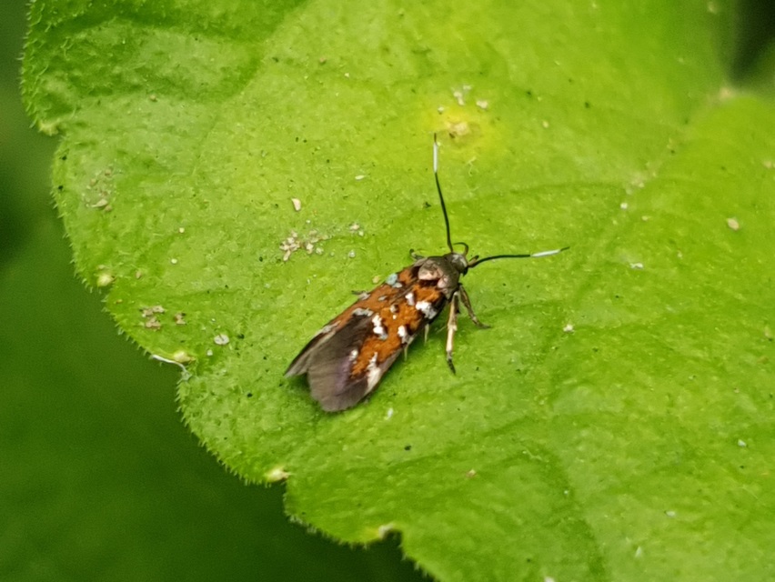 Pancalia leuwenhoekella - feketecsápú ibolyamoly