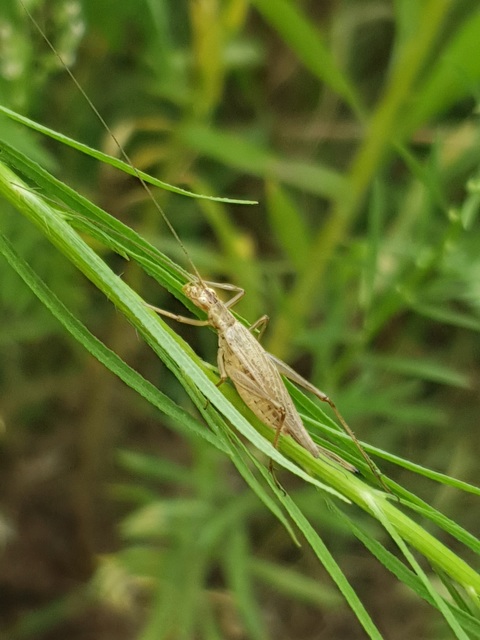 Oecanthus pellucens - pirregőtücsök