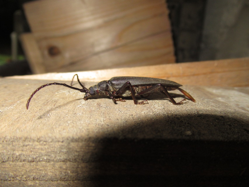 Aegosoma scabricorne - diófacincér