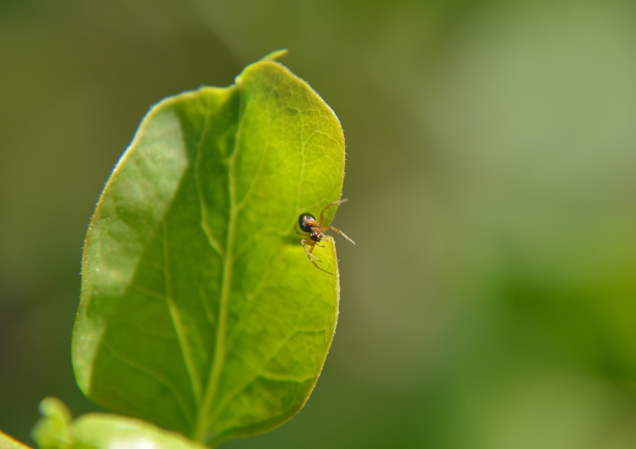 Linyphiidae - vitorláspókok