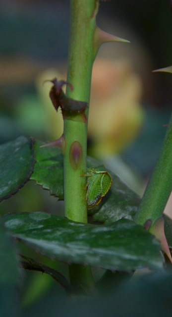 Stictocephala bisonia - bivalykabóca