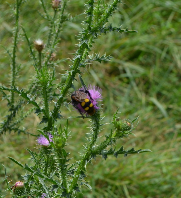 Megascolia maculata - óriás-tőrösdarázs