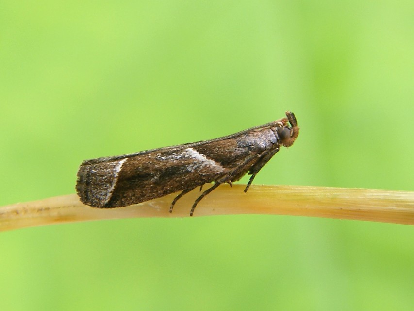 Nyctegretis lineana - agátszínű karcsúmoly
