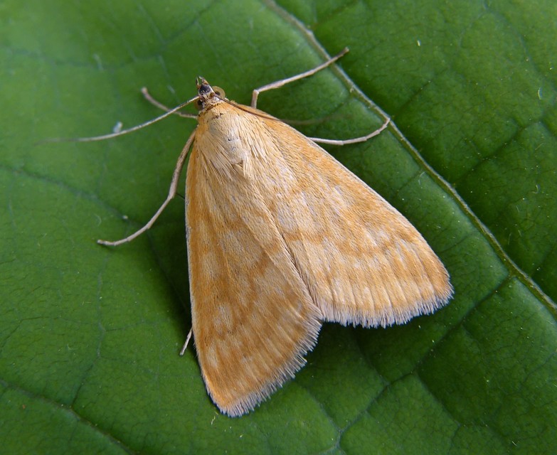 Sitochroa verticalis - világossárga dudvamoly