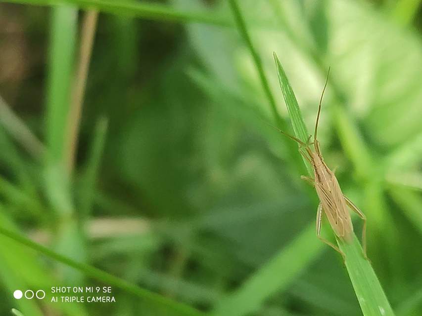 Stenodema laevigata - karcsú mezeipoloska